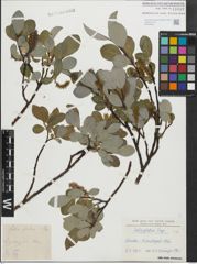 Foto von Salix glabra Scop.